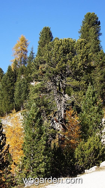 wbgarden alps 126.JPG